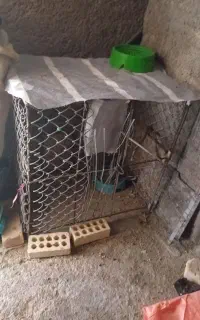 لونه مرتب