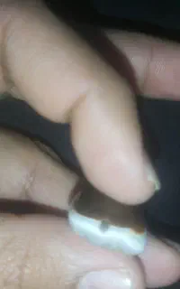 سپوست کهنه