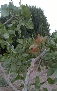 پیوند زنی و فروش ترکه و نهال پسته