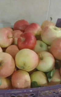سیب آبدار استخونی