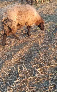 گوسفند درجه یک