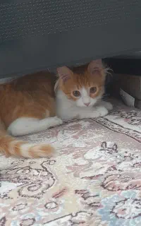گربه نارنجی