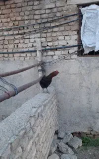 مرغ دوبر لاری