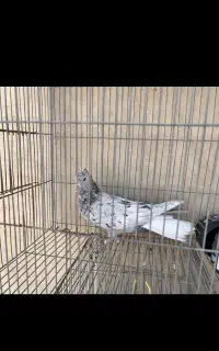 ماده سرور کاکلی دم سفید آس
