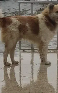 سگ گله