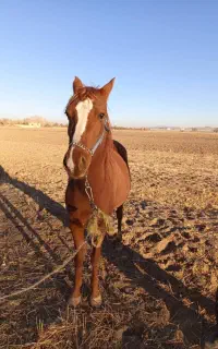 اسب دره شوری