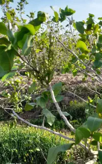 تخصص افزایش تناژ نوبر شدن محصولات کشاورزی