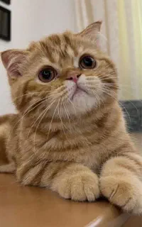 گربه اسکاتیش بریتیش