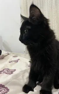 واگذاری بچه گربه بامزه