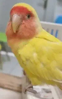 پرنده گمشده