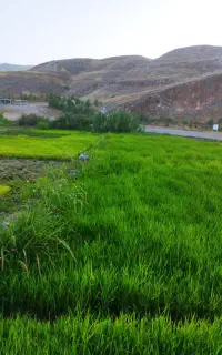 فروش نشاه برنج روستای پلنگ اباد