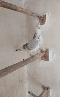 کفتر نر