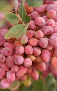 رکورد ۷۰ کیلویی پسته از یک درخت/ کیفیت جهانی
