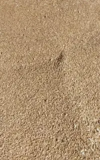 گندم قابوس