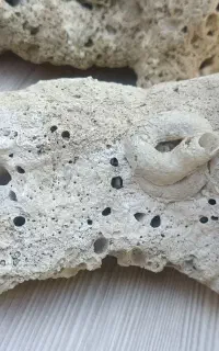 سنگ فسیلی قدیمی و مرجان