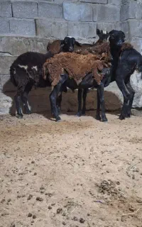 بره نر وماده