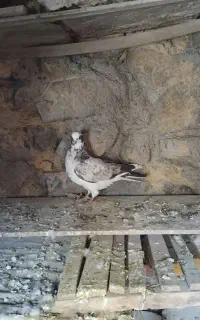 کبوتر