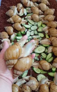 فروش حلزون آچاتینا و آلبینو