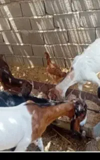 گوسفند محمداباد گم شده هرکی پیدا کرد ۵تومن مژدگانی
