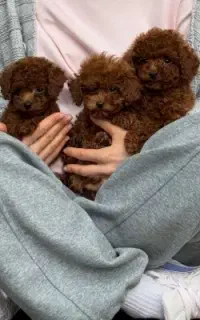 توله سگ Dog توی پودل ۶۵ روز وارداتی رد red دارک رد