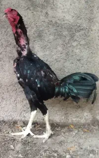 خروس لاری