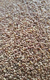 بذر یونجه و اسپرس(خشه)