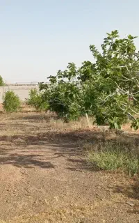 ۱۰۰۰ متر باغ در روستای هندس