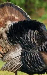 بوقلمون ۲ ماهه