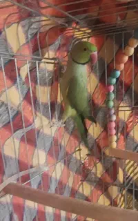 طوطی سبز ملنگو سالم غیر دستی