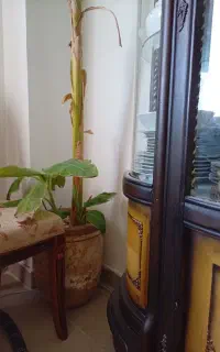 گلدان و درختچه موز طبیعی
