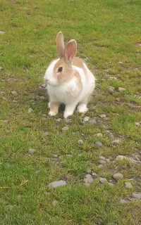 خرگوش سرحال ۷ ماهه بنام پتی