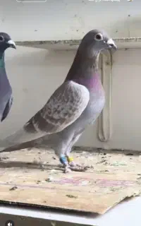 کبوتر‌ بور