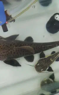 ردتیل یاپنگوسی