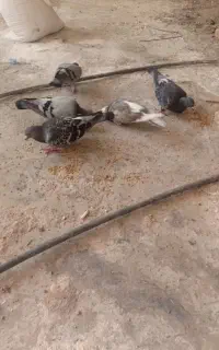کبوتر دوبر