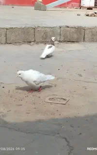 سه عدد کبوتر سرحال