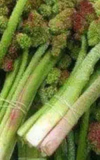 ریواس تازه و آبدار
