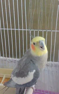 عروس هلندی نر آماده