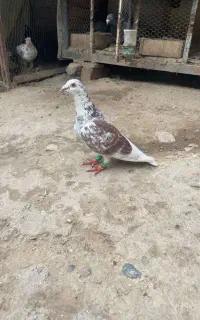 ماده