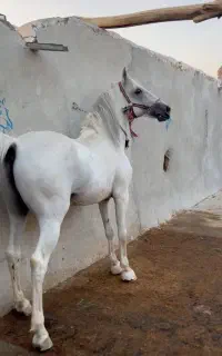 نریان سواری دار به قیمت