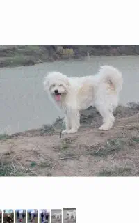سگ خانگی