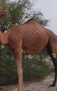 شتر سه سال