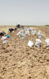 نیرو کار جمع آوری پیاززعفران وغیره روزمزد۷۵۰
