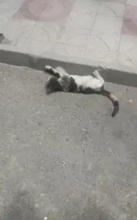 گربه خونگی