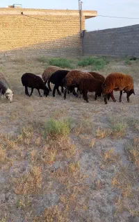 بره ماده هترو