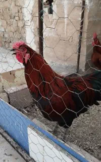 خروس