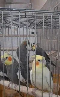 عروس هلندی دستی