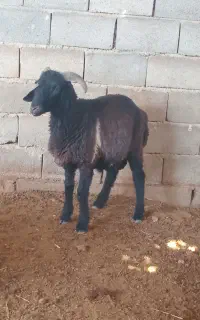 بره نر صادراتی سبک وزن سرحال