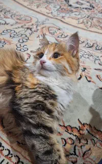 آماده جفت گیری