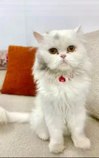 واگزاری گربه پرشین