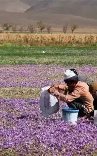 در هر هکتار بیشتر از ۸ کیلو زعفران برداشت کن